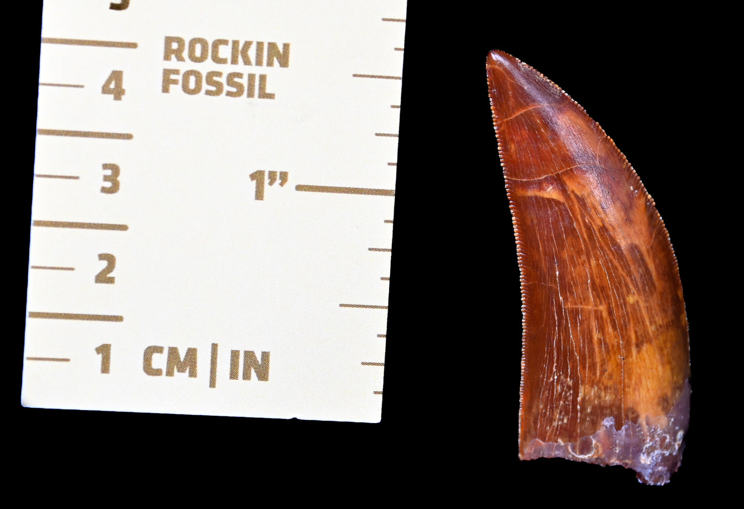 Carcharodontosaurus 2.0 inches