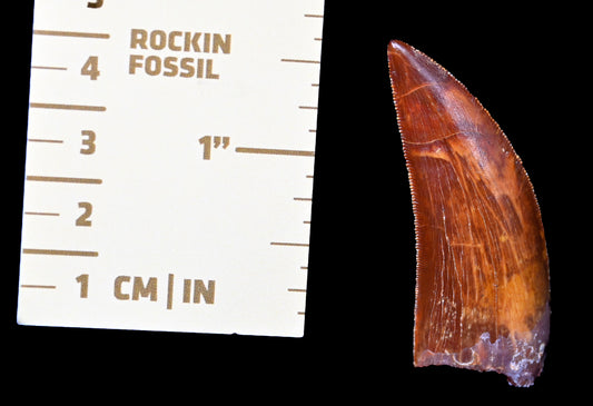 Carcharodontosaurus 2.0 inches