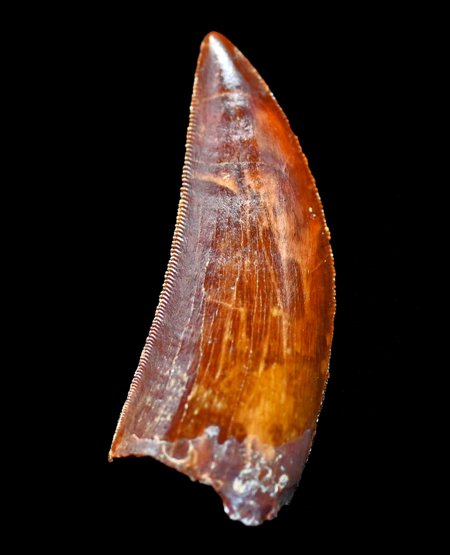 Carcharodontosaurus 2.0 inches