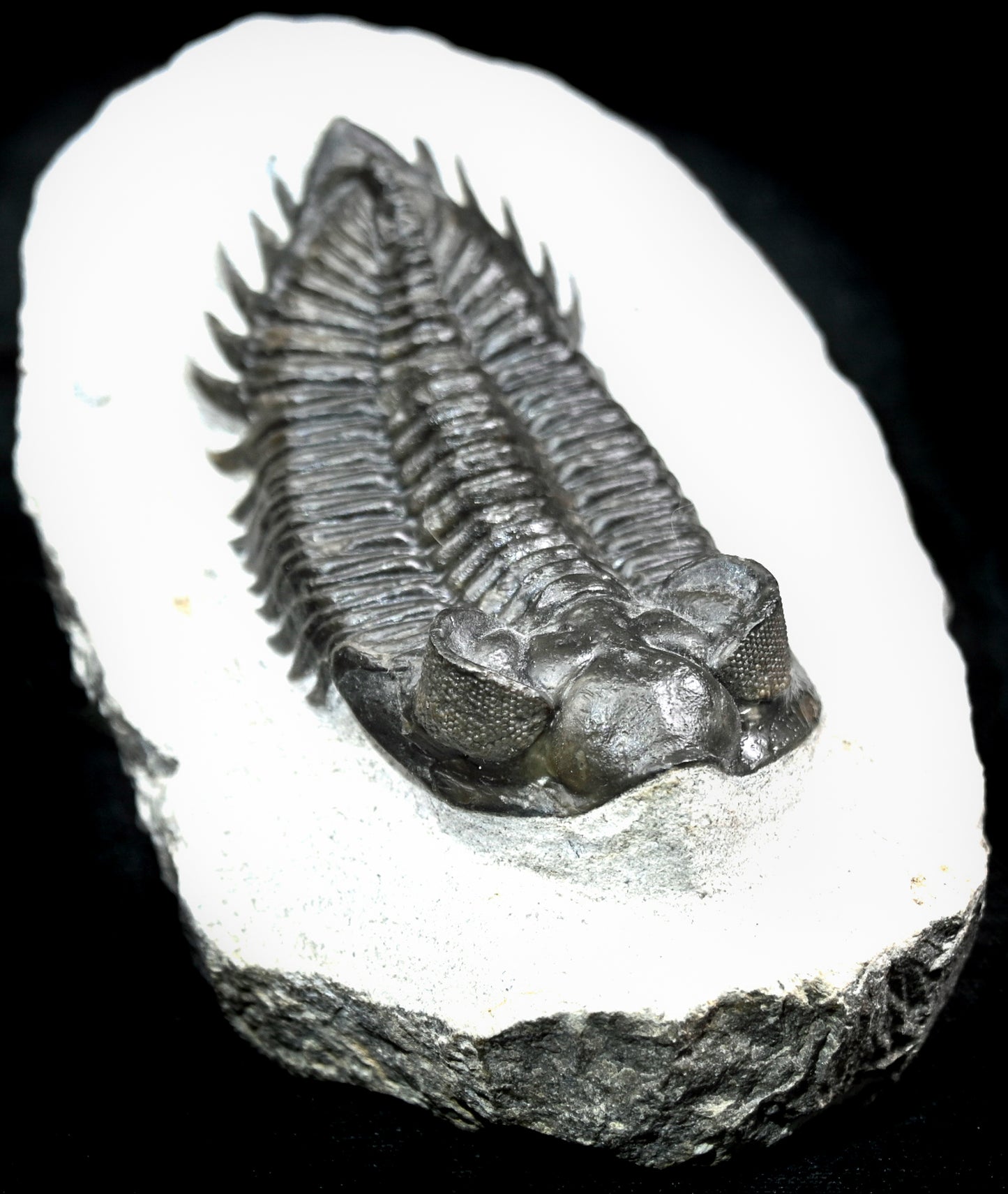 Coltraneia oufatenensis