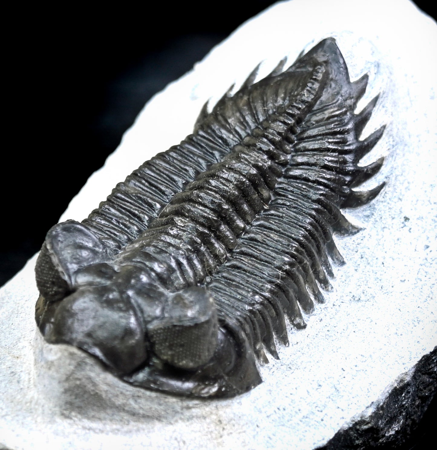 Coltraneia oufatenensis