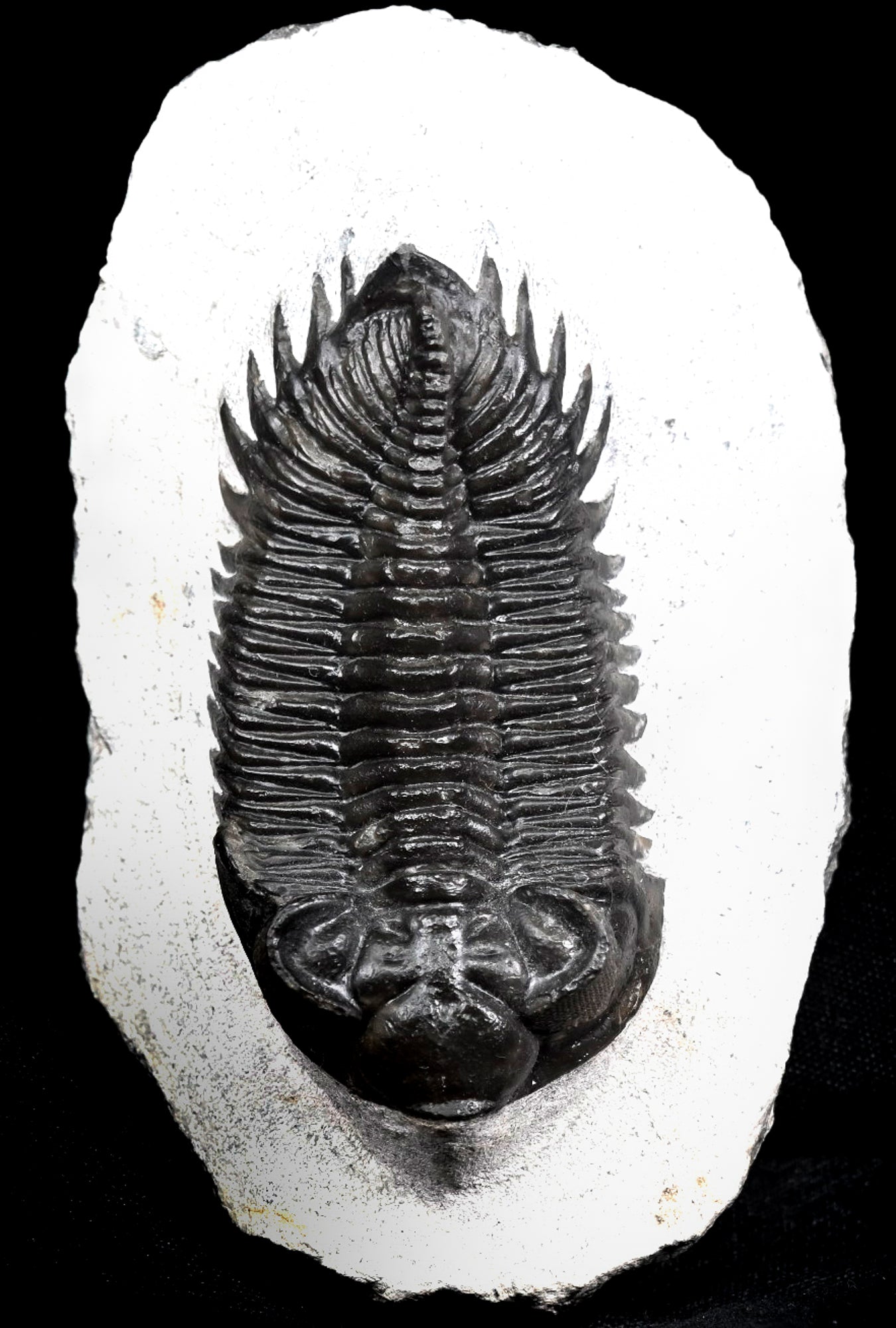 Coltraneia oufatenensis