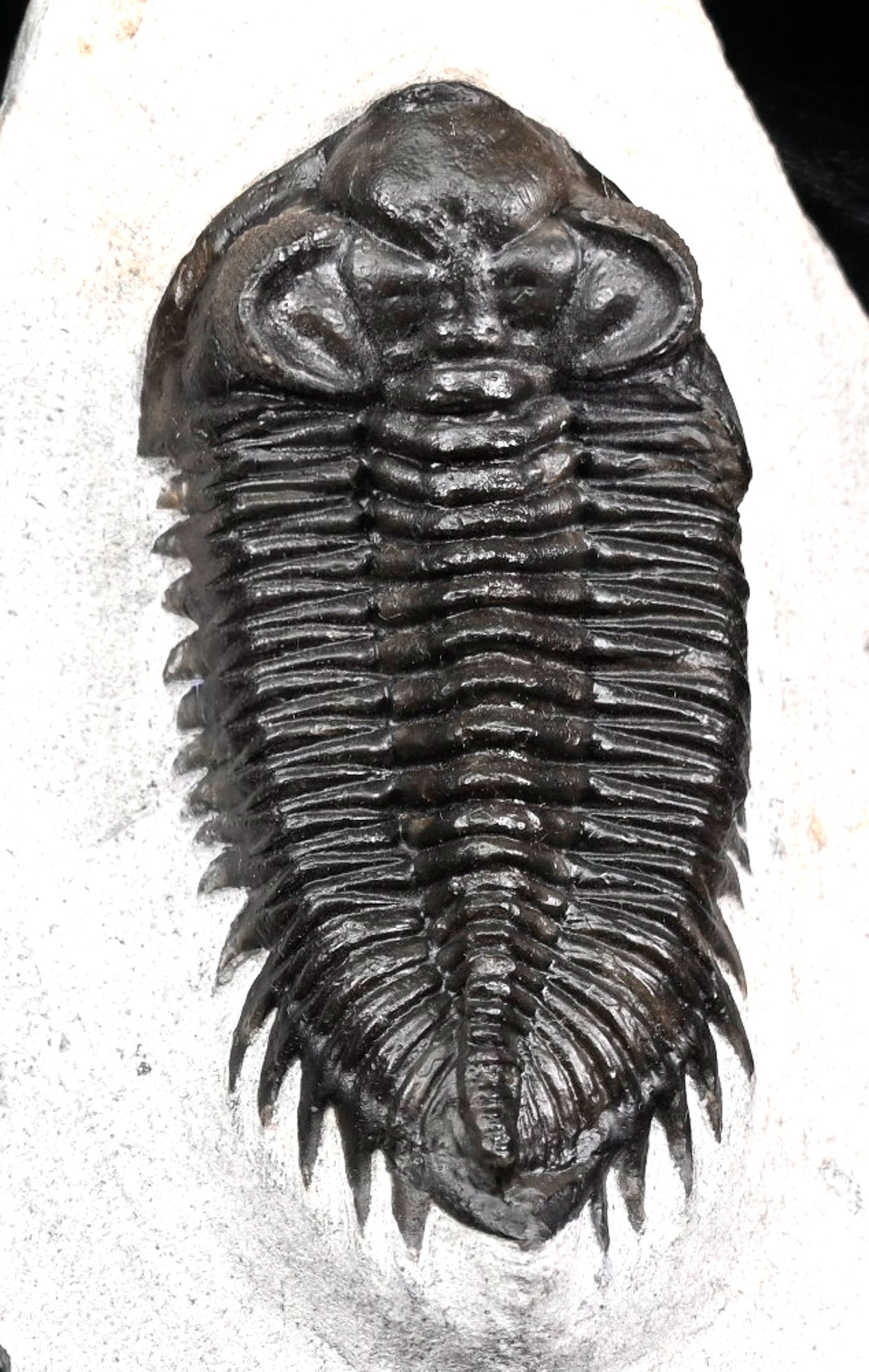 Coltraneia oufatenensis