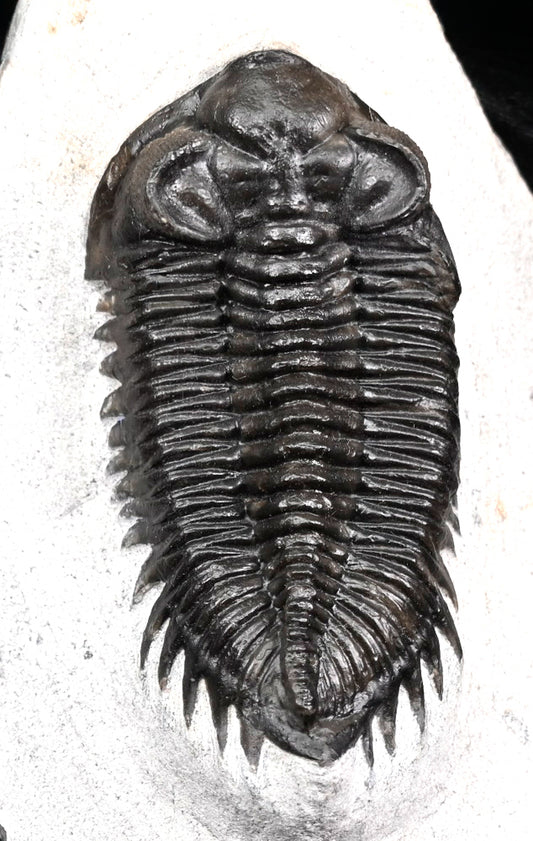 Coltraneia oufatenensis