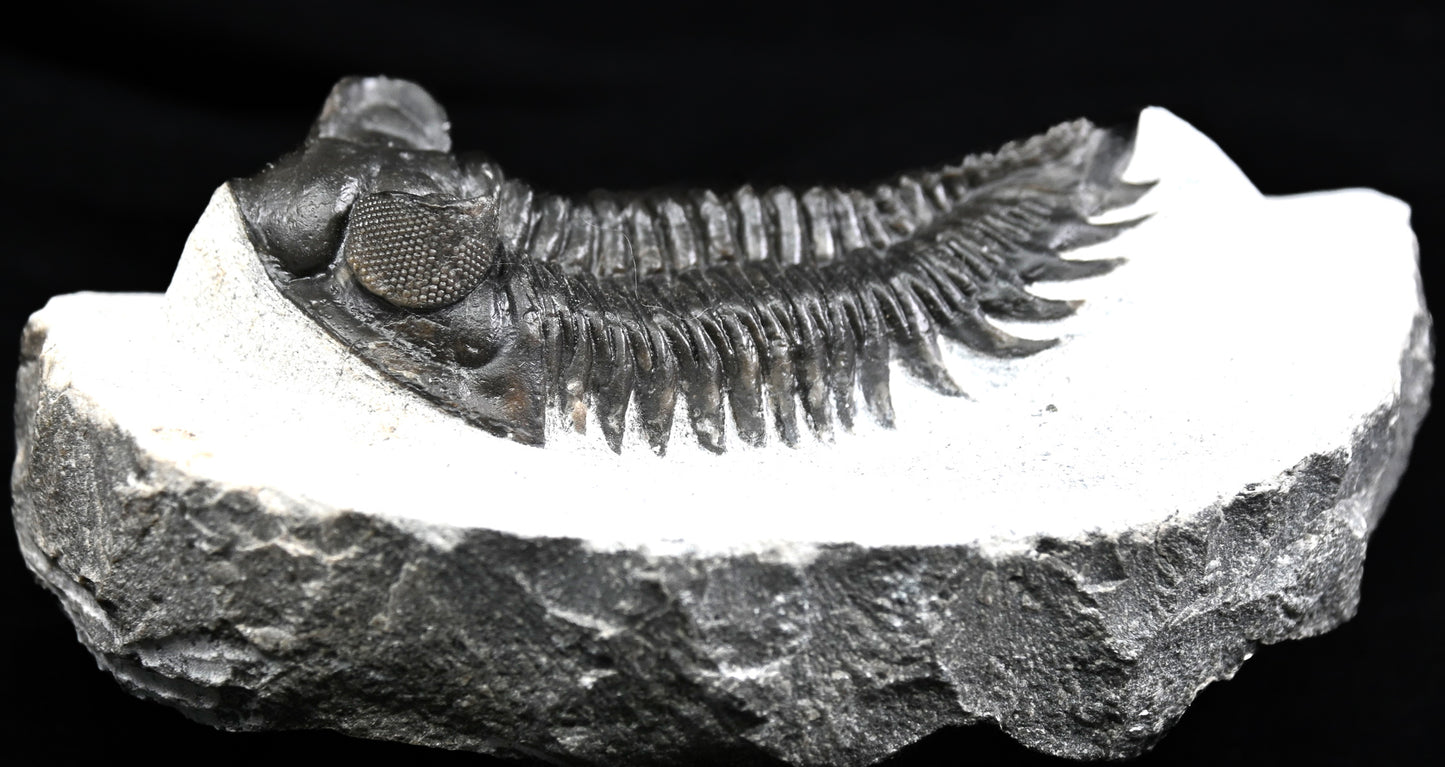 Coltraneia oufatenensis