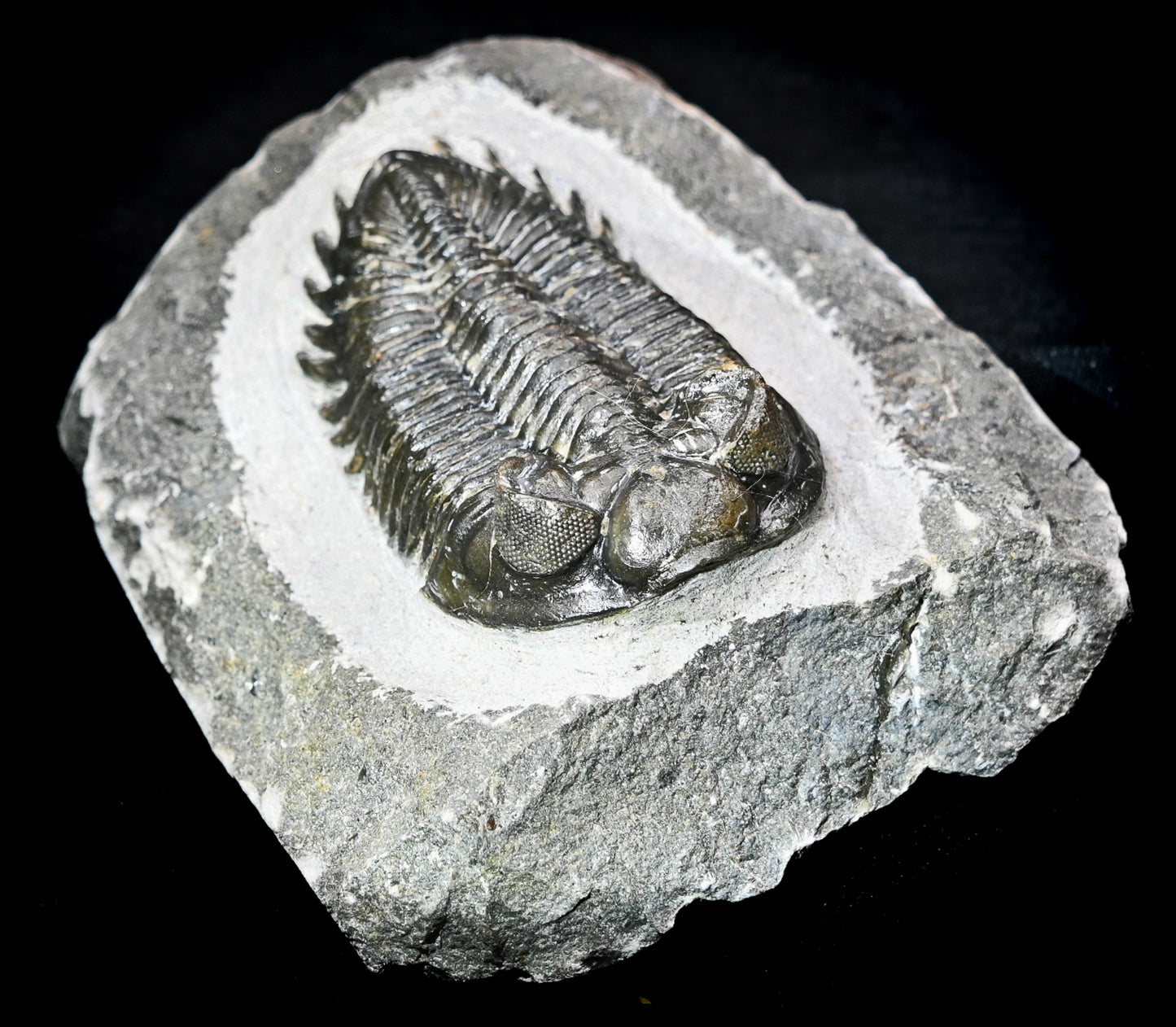 Coltraneia oufatenensis