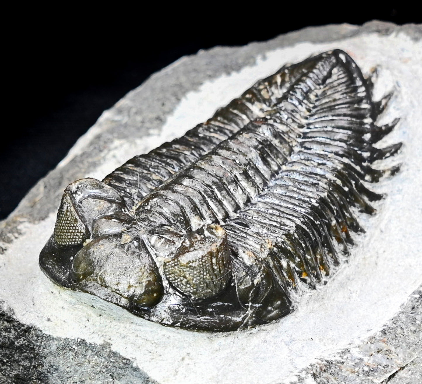 Coltraneia oufatenensis