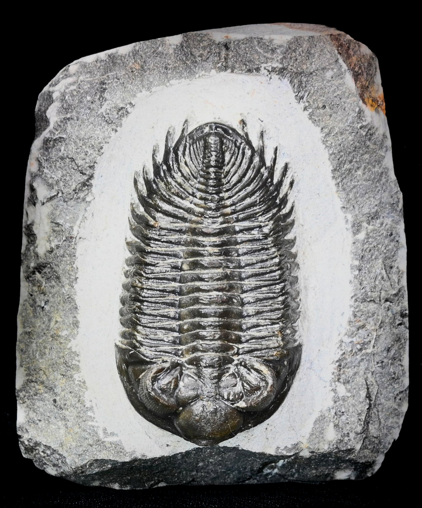 Coltraneia oufatenensis