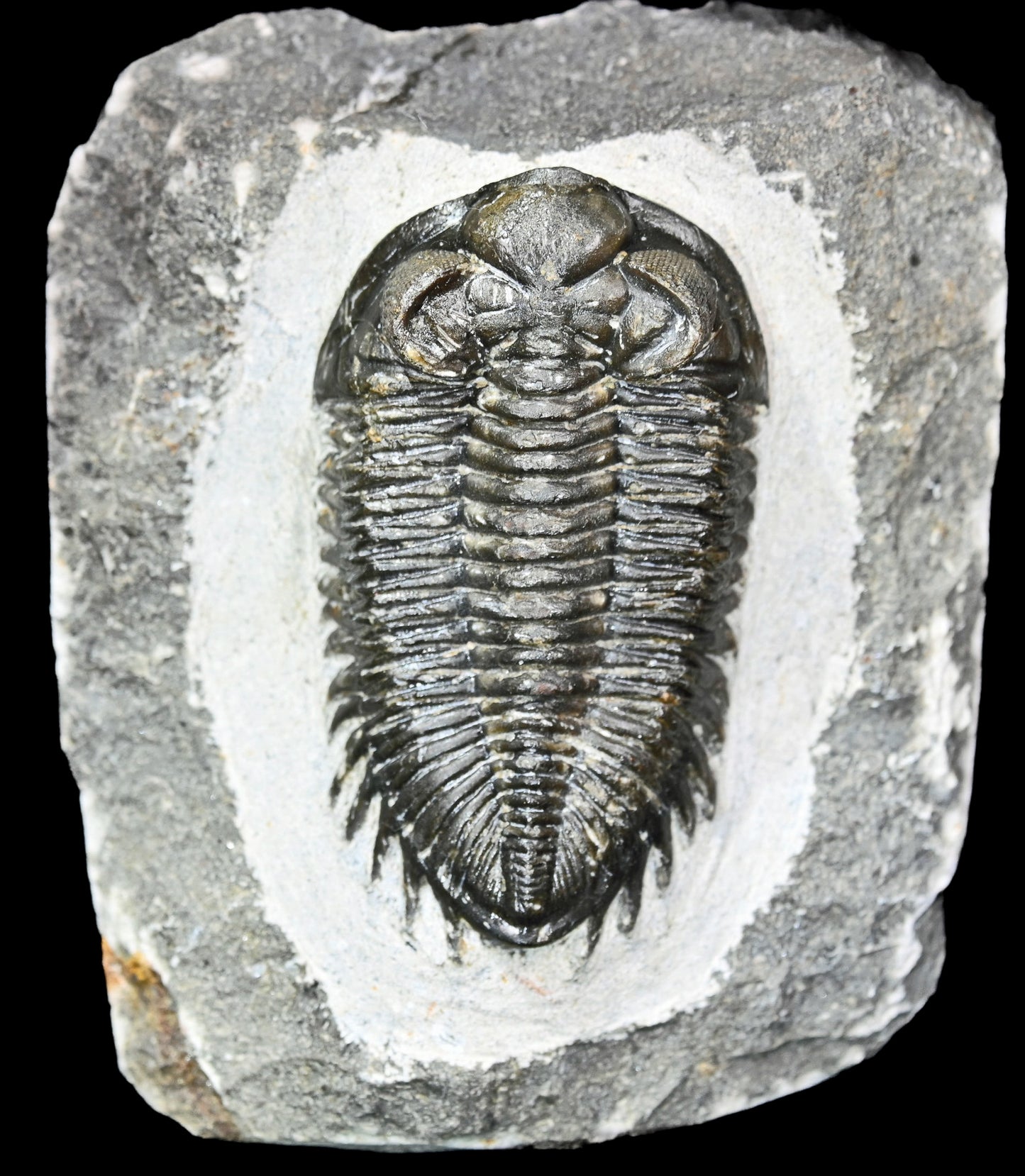 Coltraneia oufatenensis