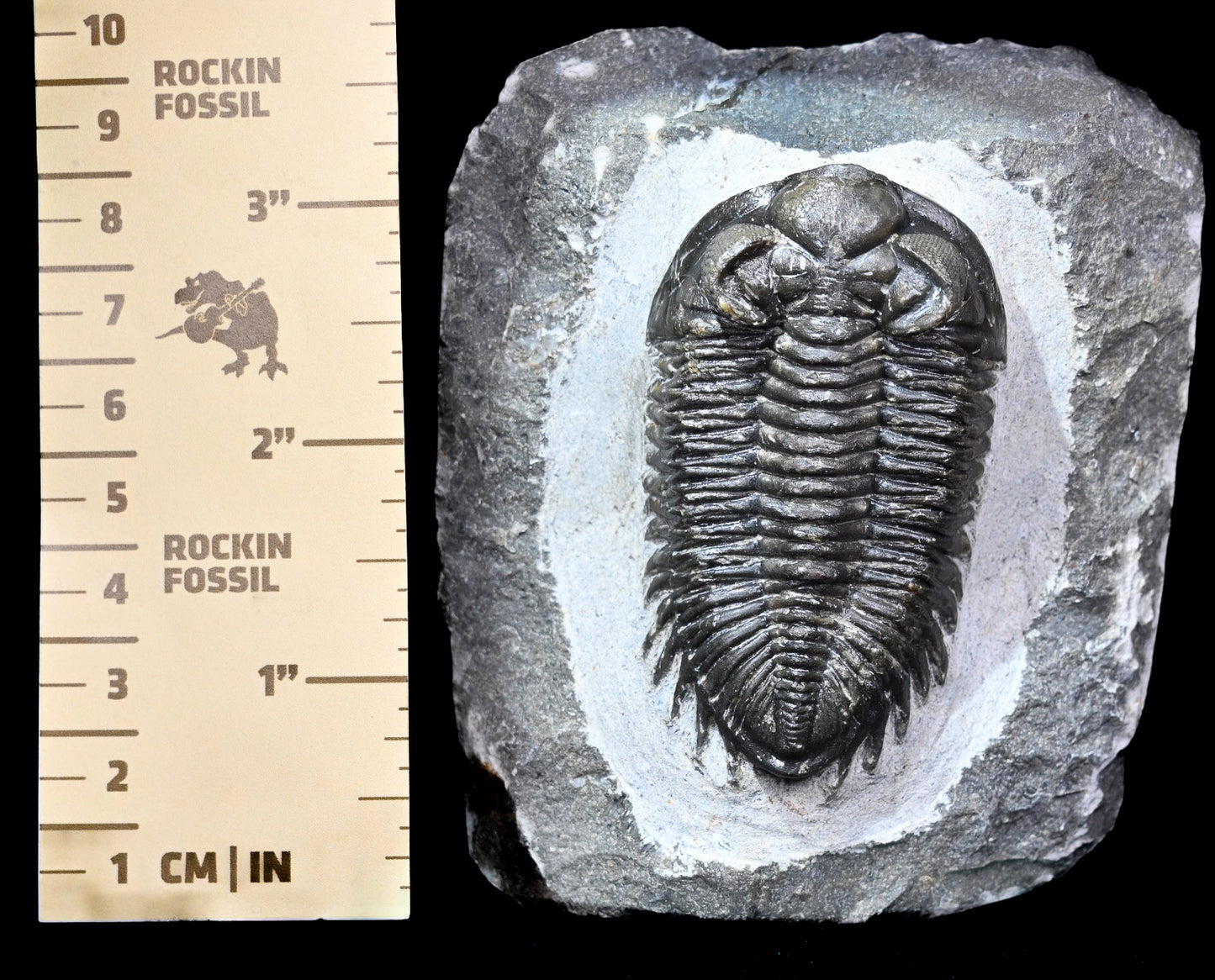Coltraneia oufatenensis