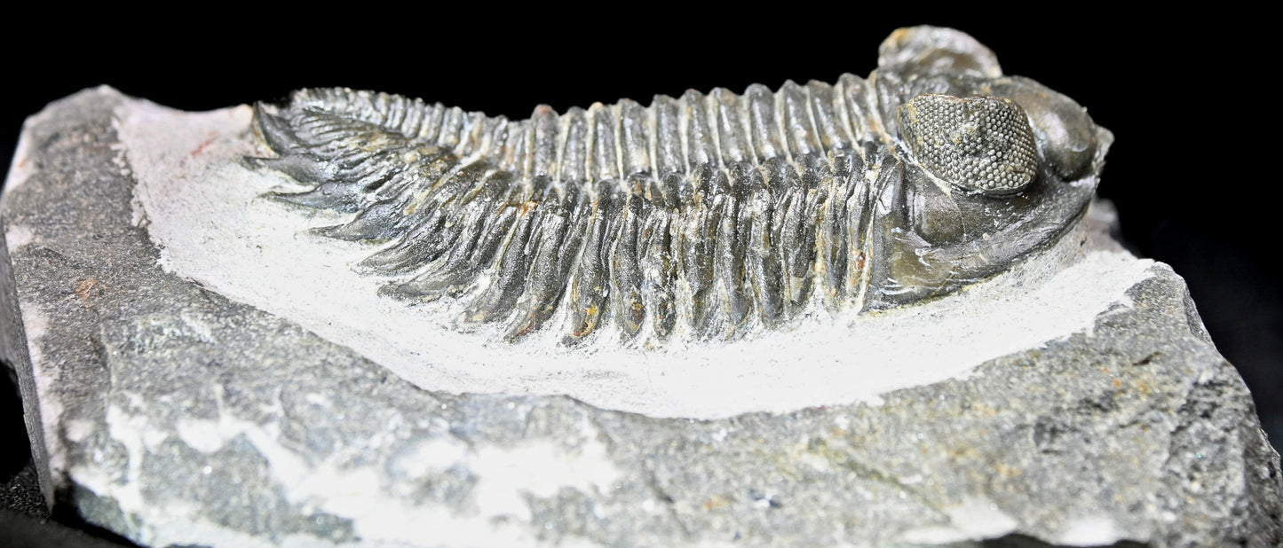 Coltraneia oufatenensis