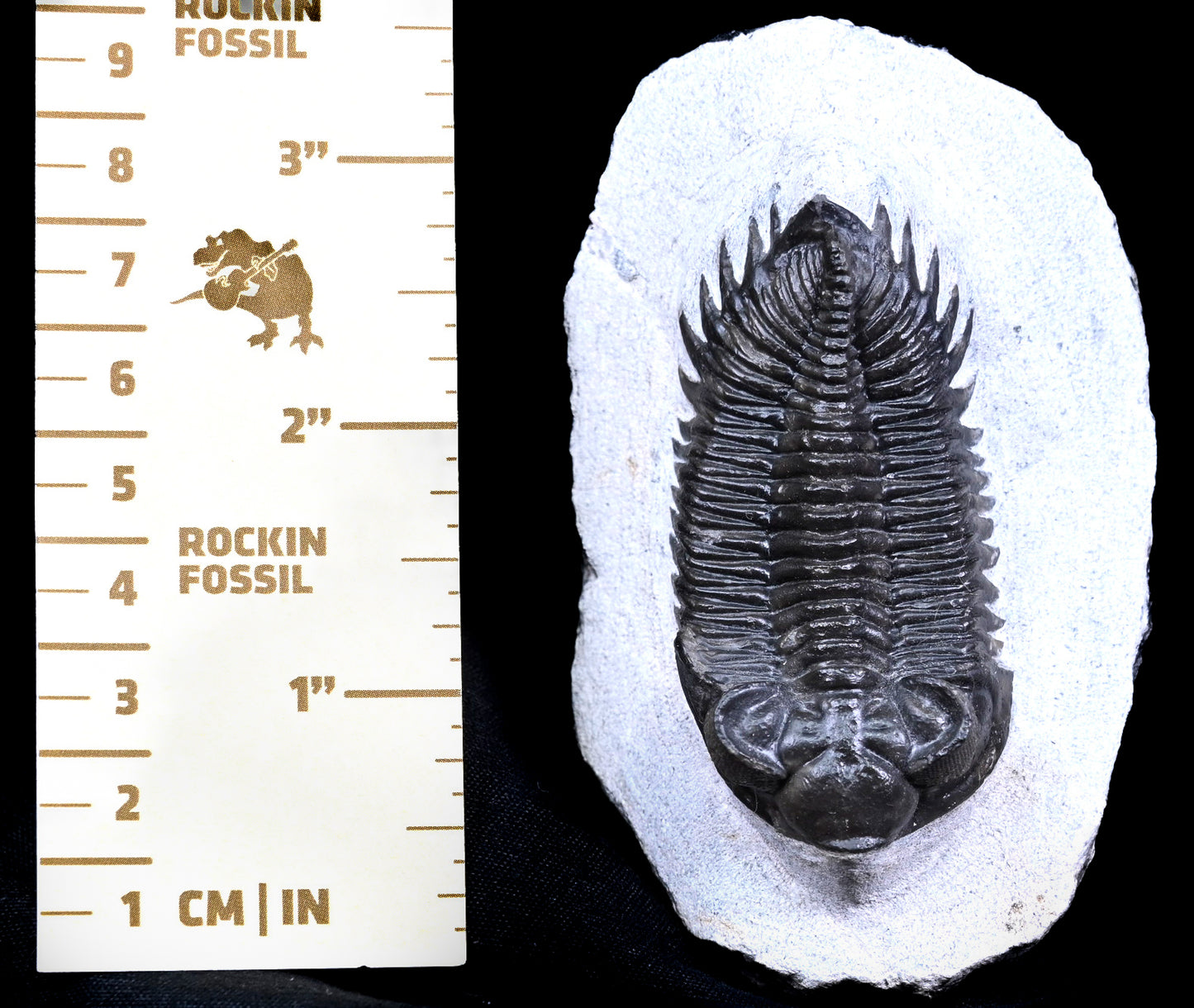 Coltraneia oufatenensis