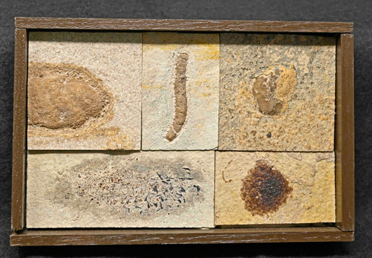 Coprolite collection, Green River Formation, WY, U.S.A.