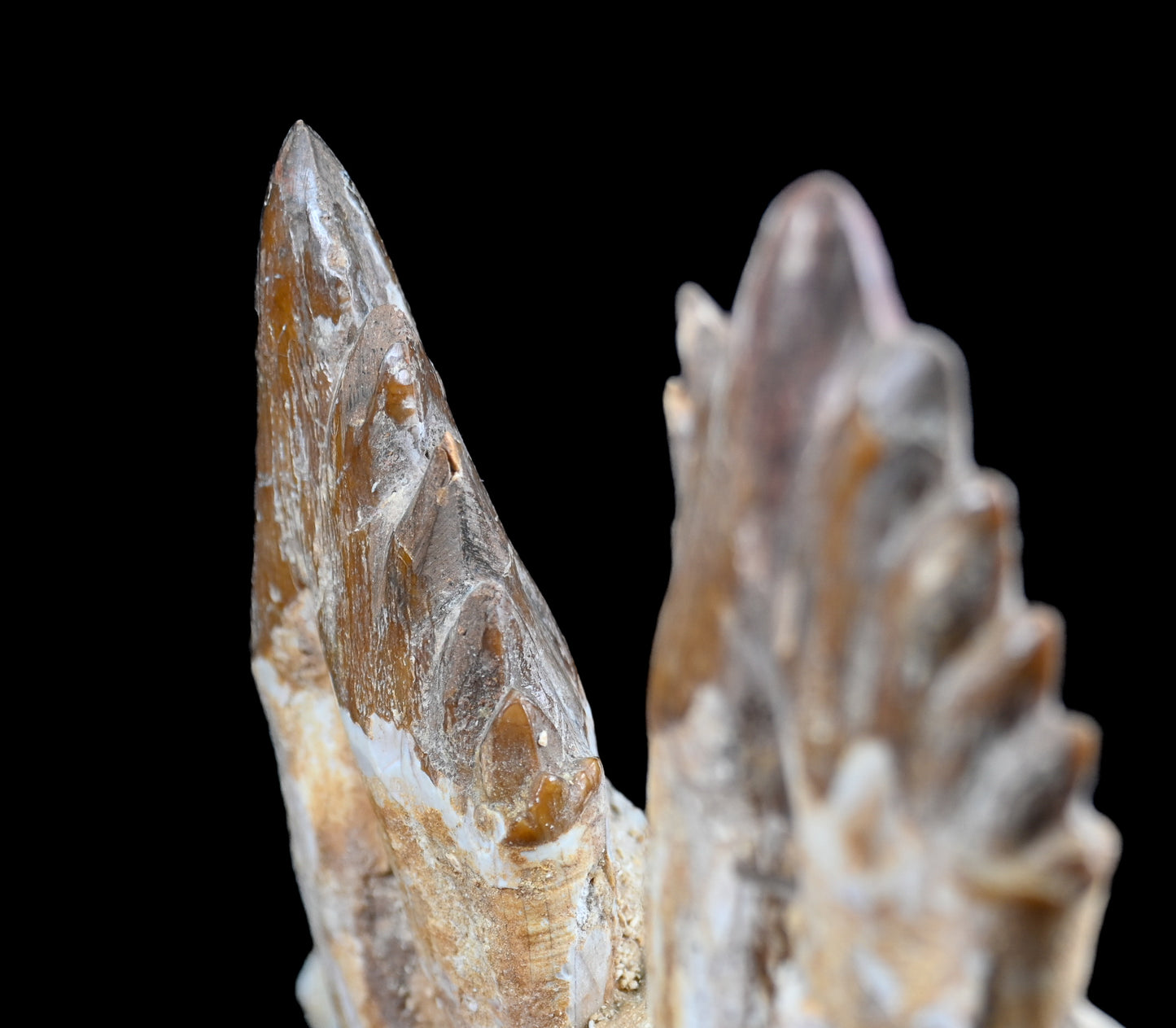 Basilosaurus isis Molar teeth and jaw