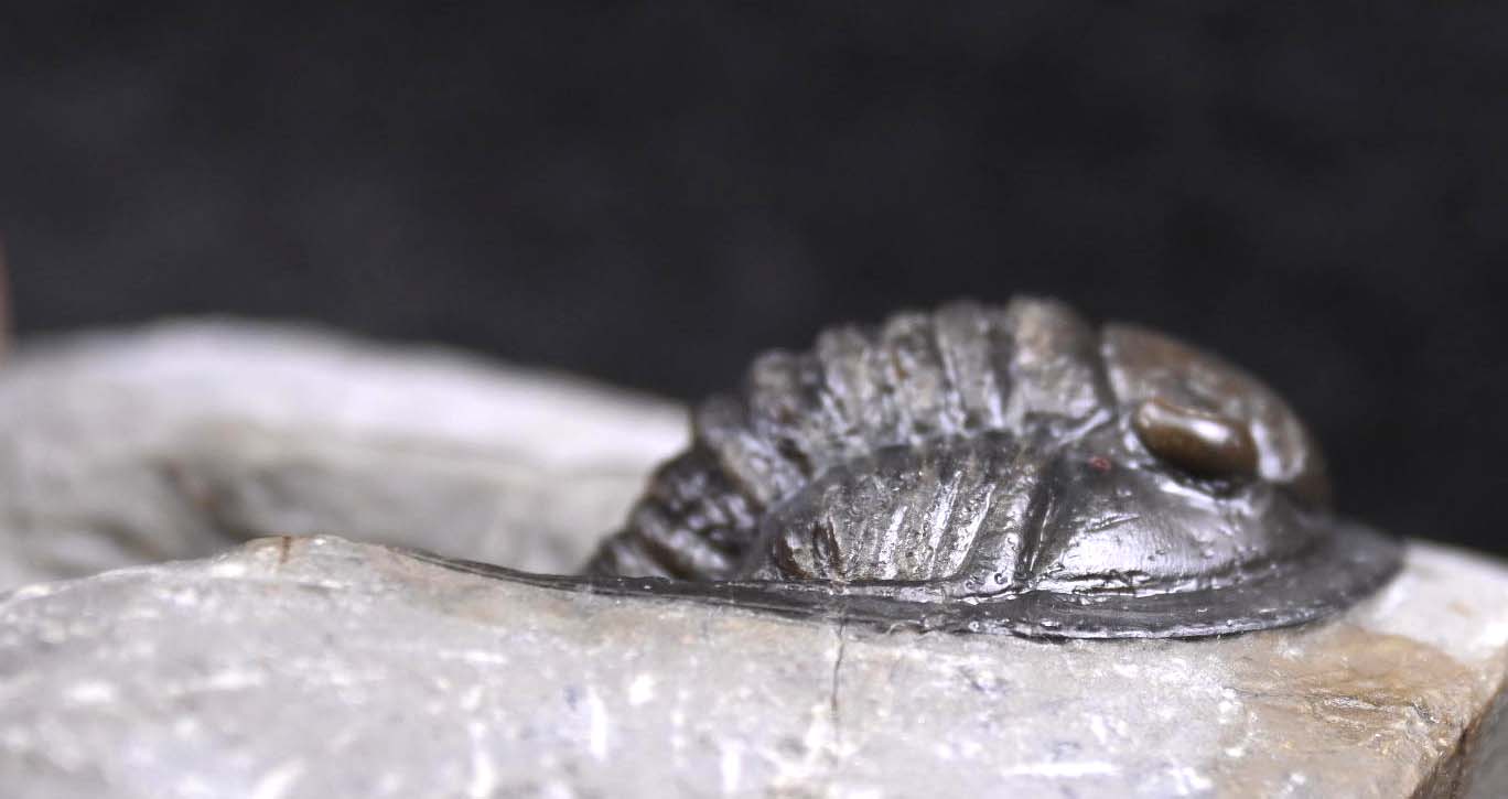 Cornuproetus  cornutus