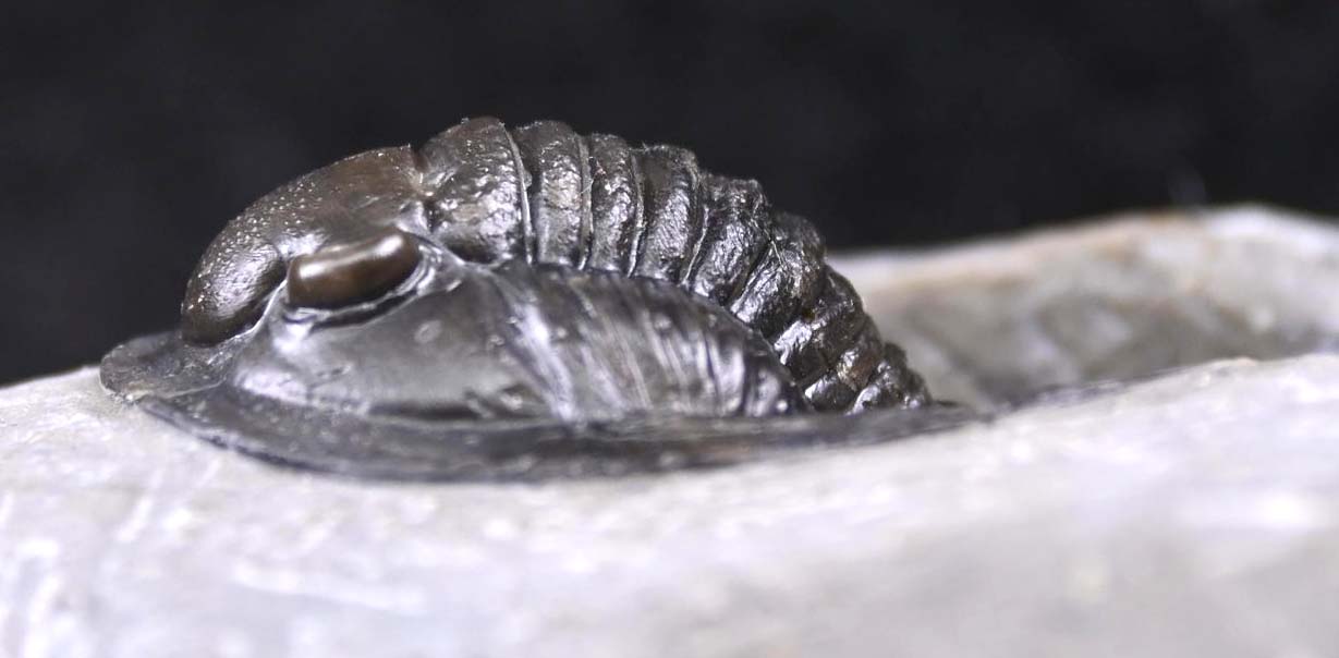 Cornuproetus  cornutus
