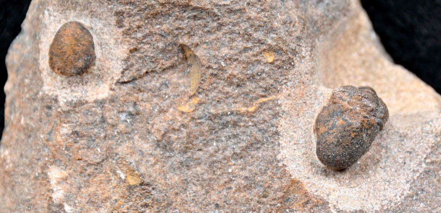 Cyclopyge sp with an eye