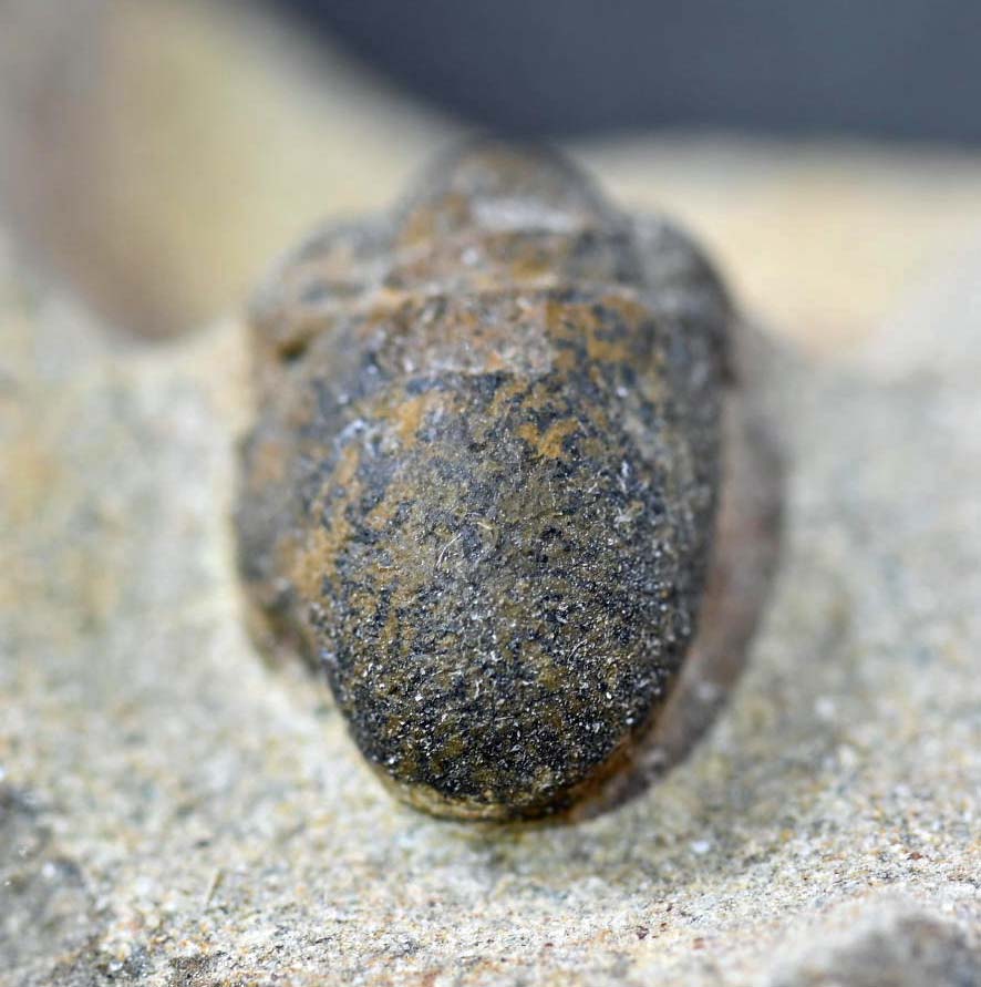 Cyclopyge sp with an eye