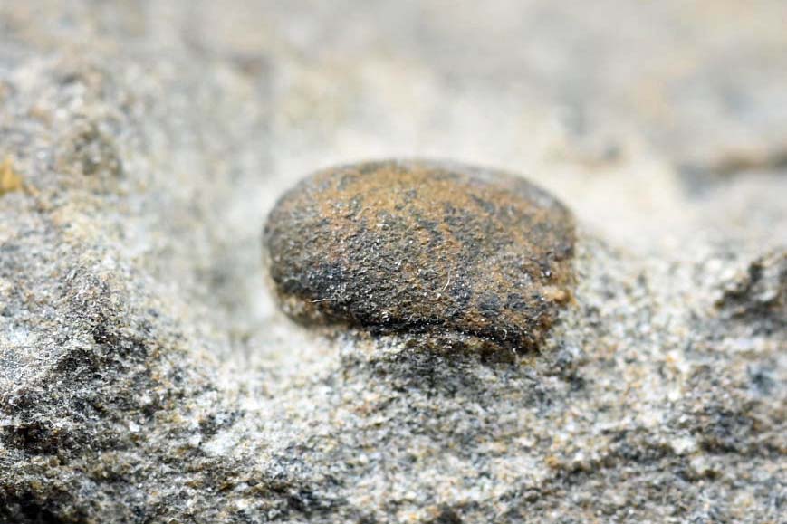 Cyclopyge sp with an eye