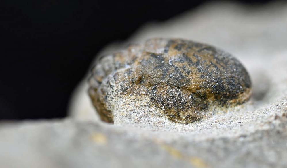 Cyclopyge sp with an eye