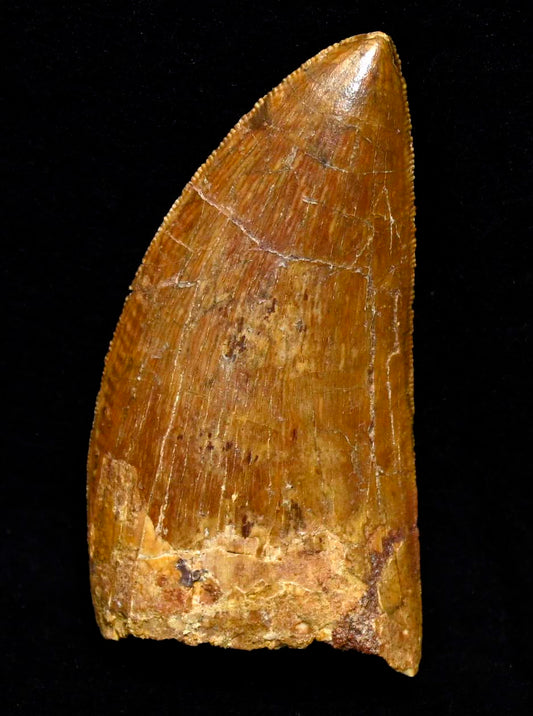 Carcharodontosaurus  2.22 inches