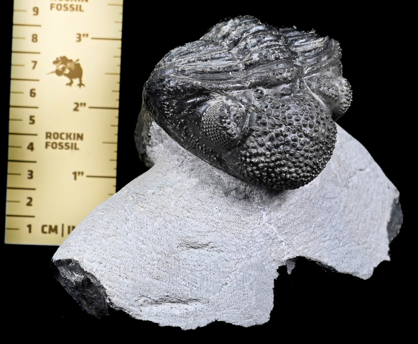 Drotops megalomanicus