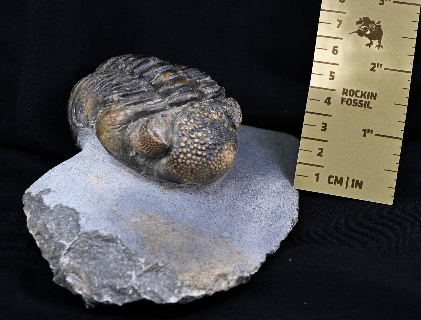 Drotops megalomanicus