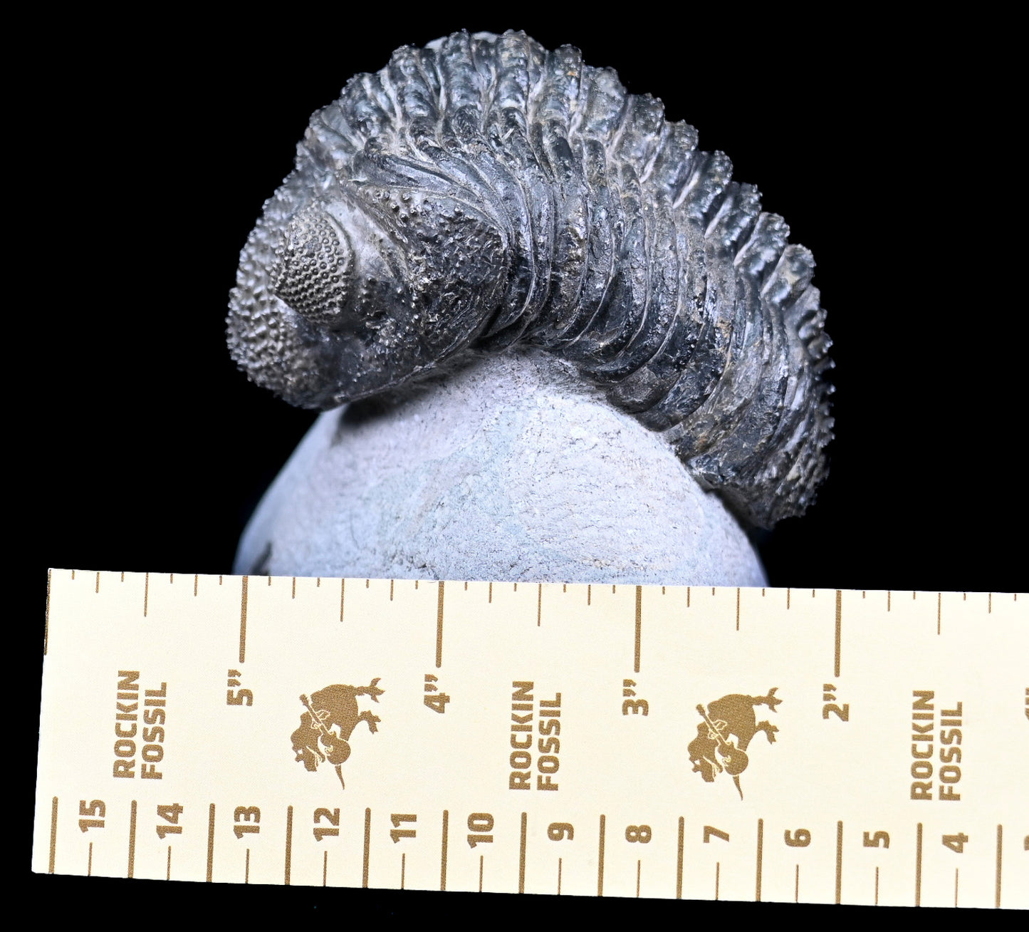 Drotops megalomanicus