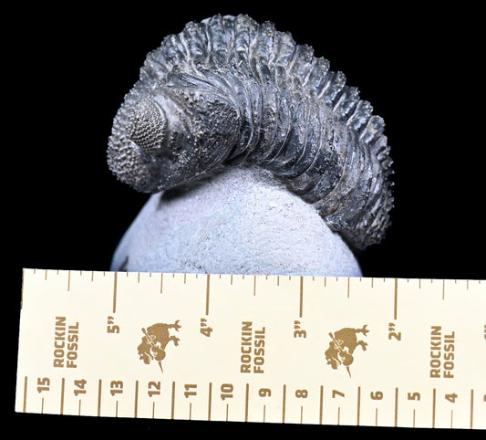 Drotops megalomanicus