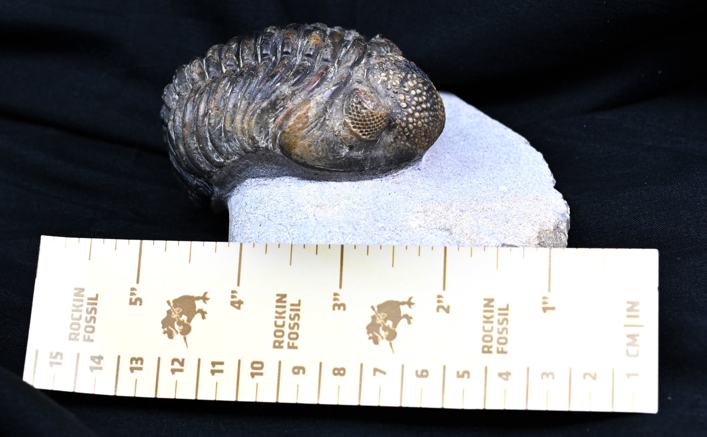 Drotops megalomanicus