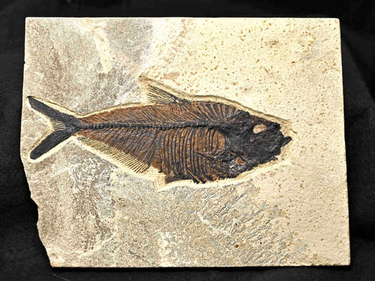 Diplomystus dentatus 8.0 inches