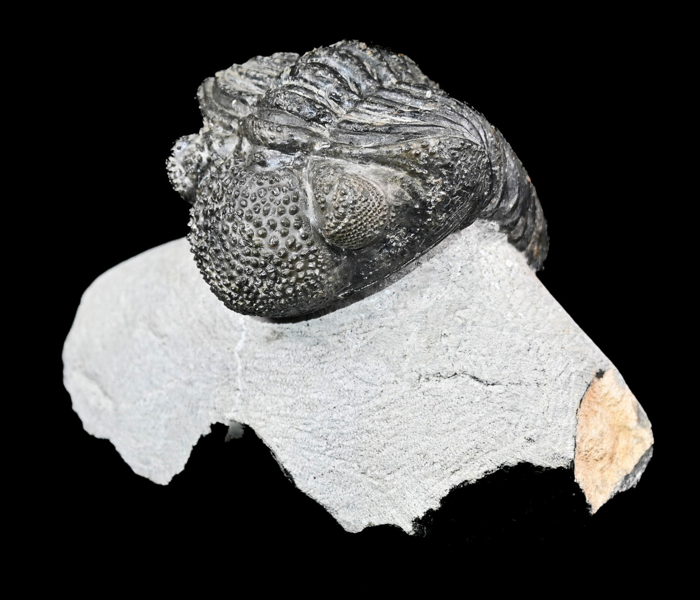 Drotops megalomanicus