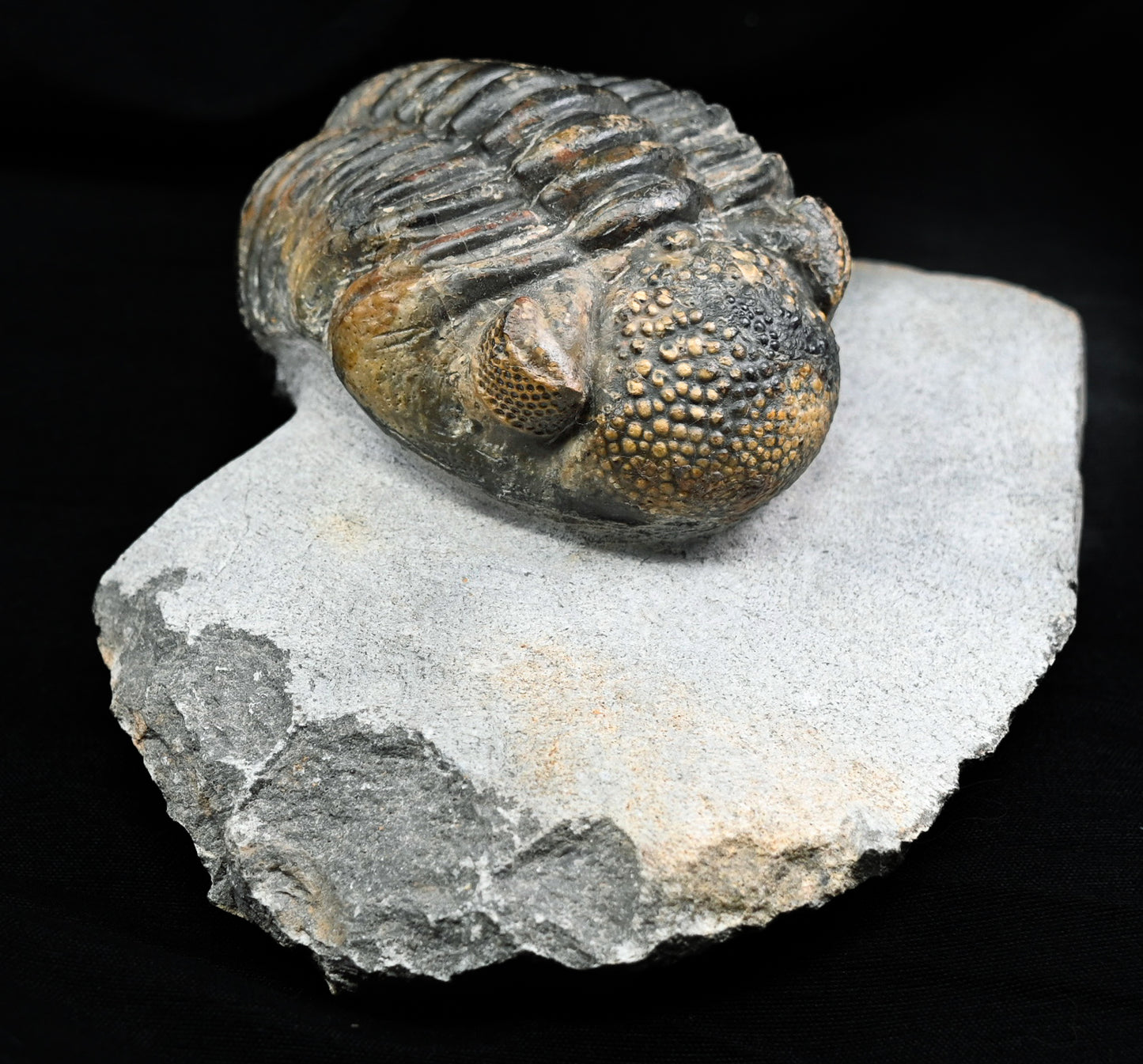 Drotops megalomanicus