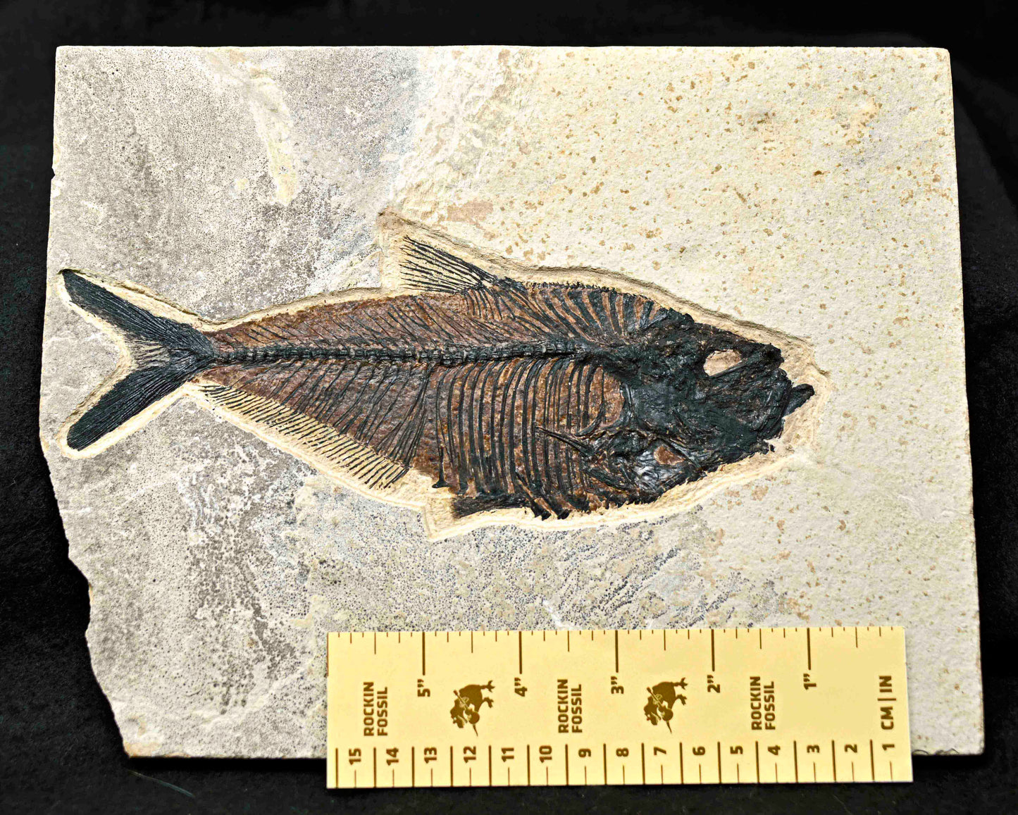 Diplomystus dentatus 8.0 inches
