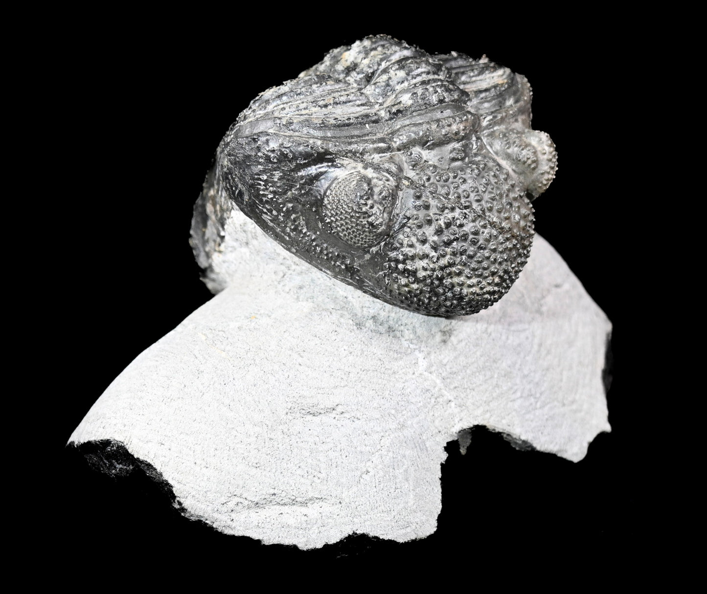 Drotops megalomanicus