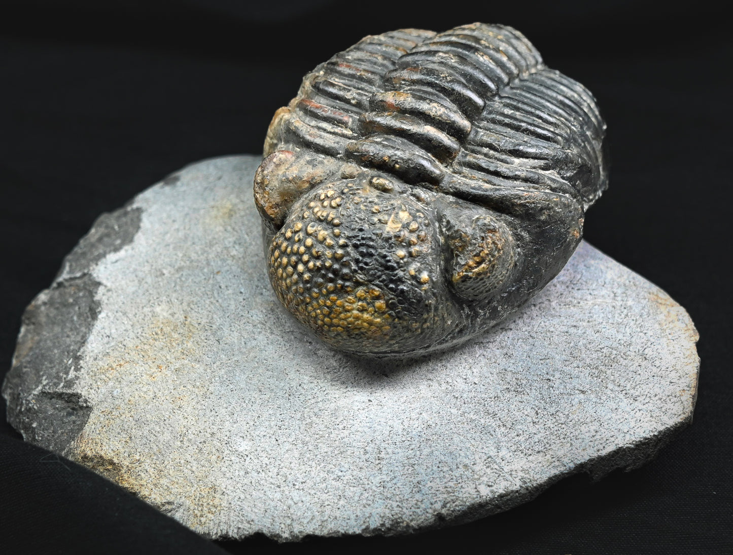Drotops megalomanicus