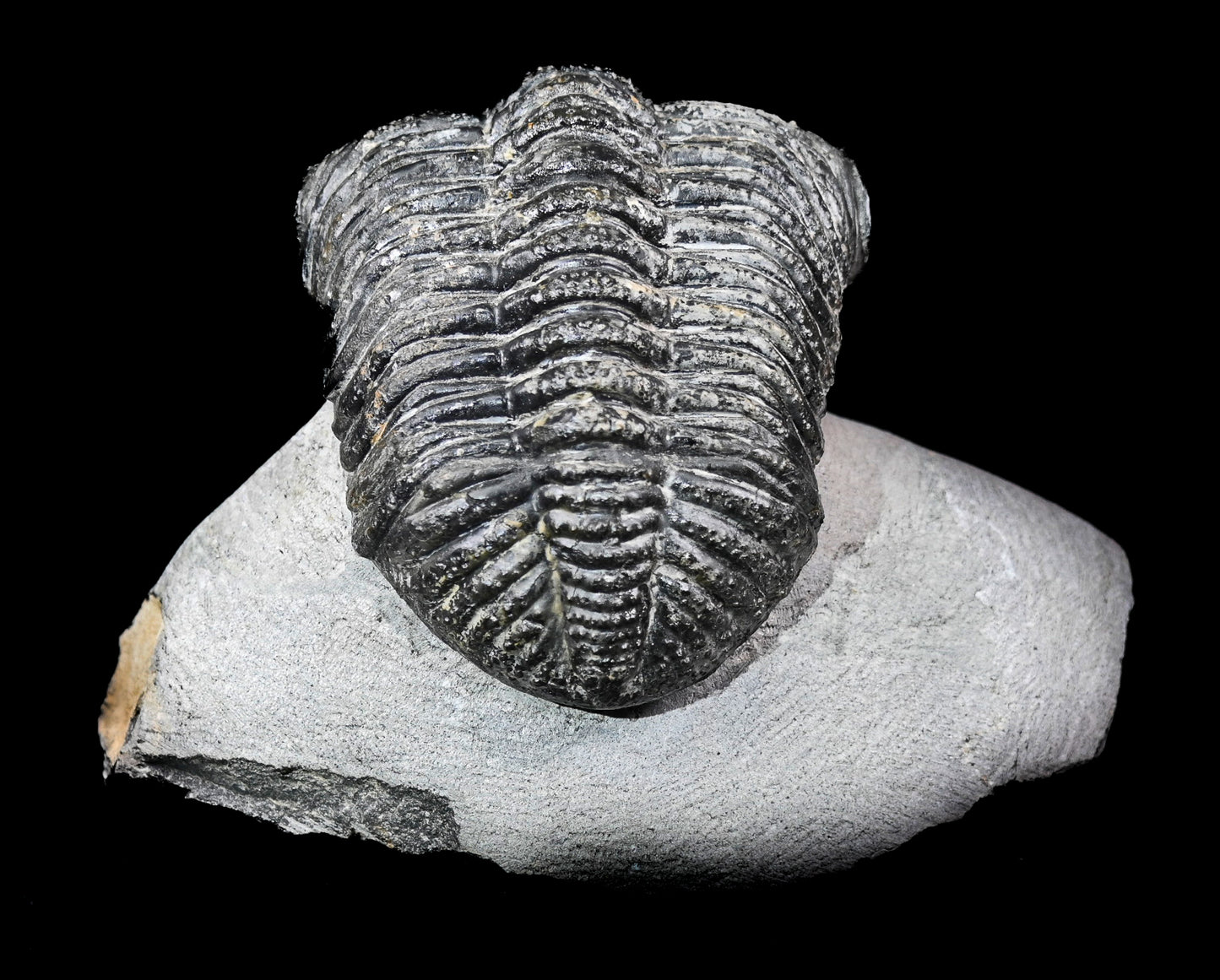 Drotops megalomanicus