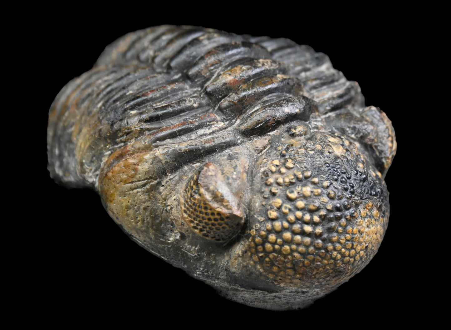 Drotops megalomanicus