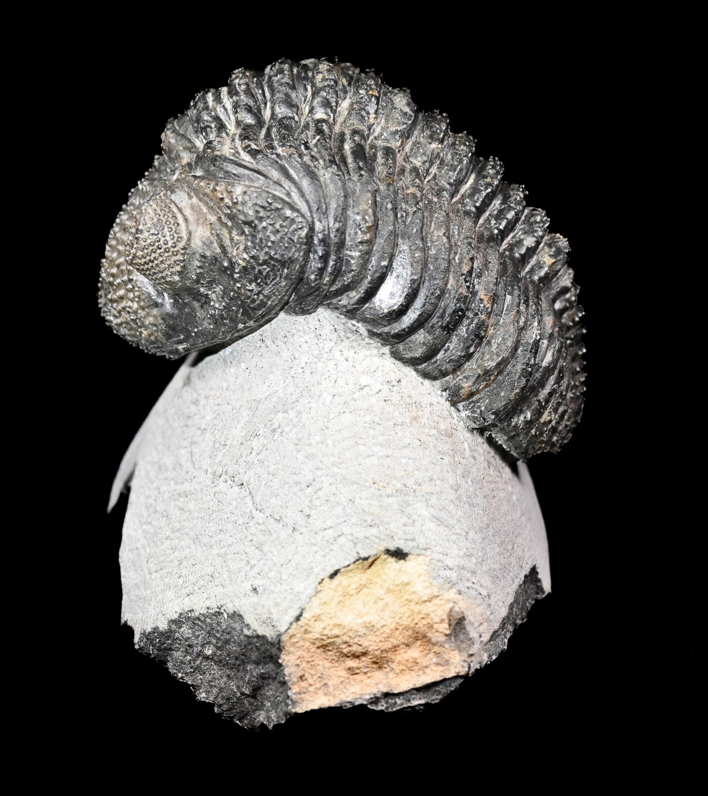 Drotops megalomanicus