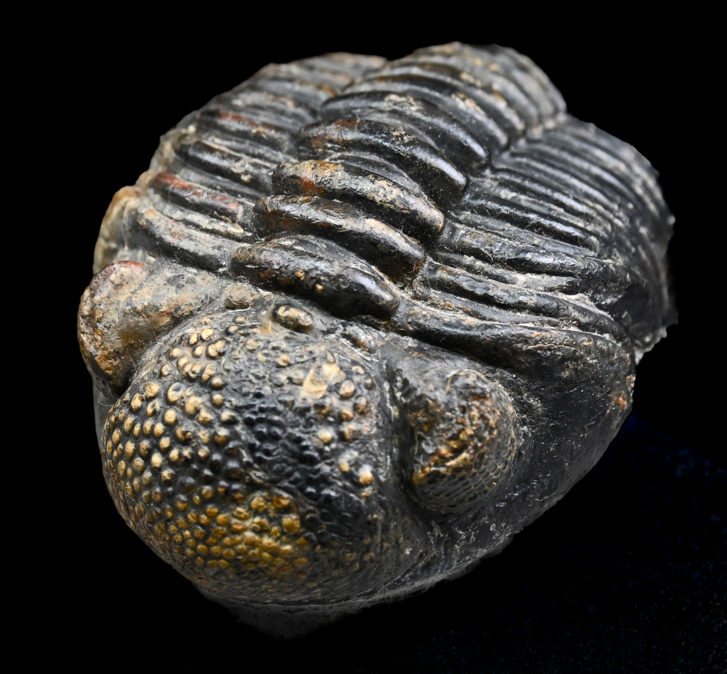 Drotops megalomanicus