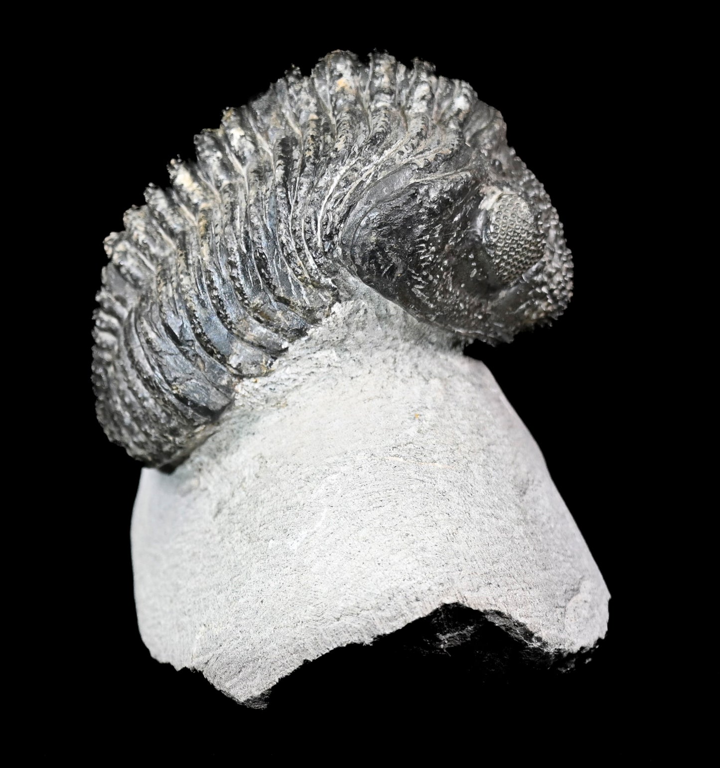 Drotops megalomanicus