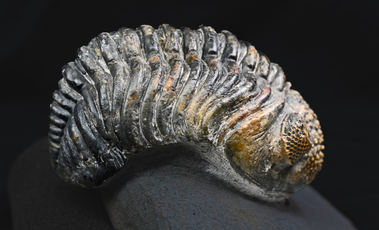Drotops megalomanicus