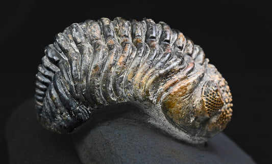 Drotops megalomanicus