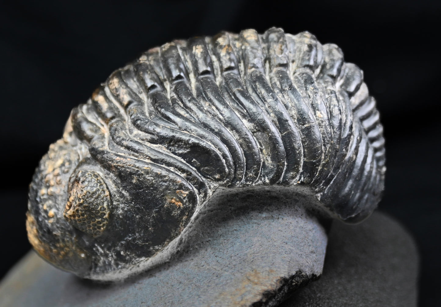 Drotops megalomanicus
