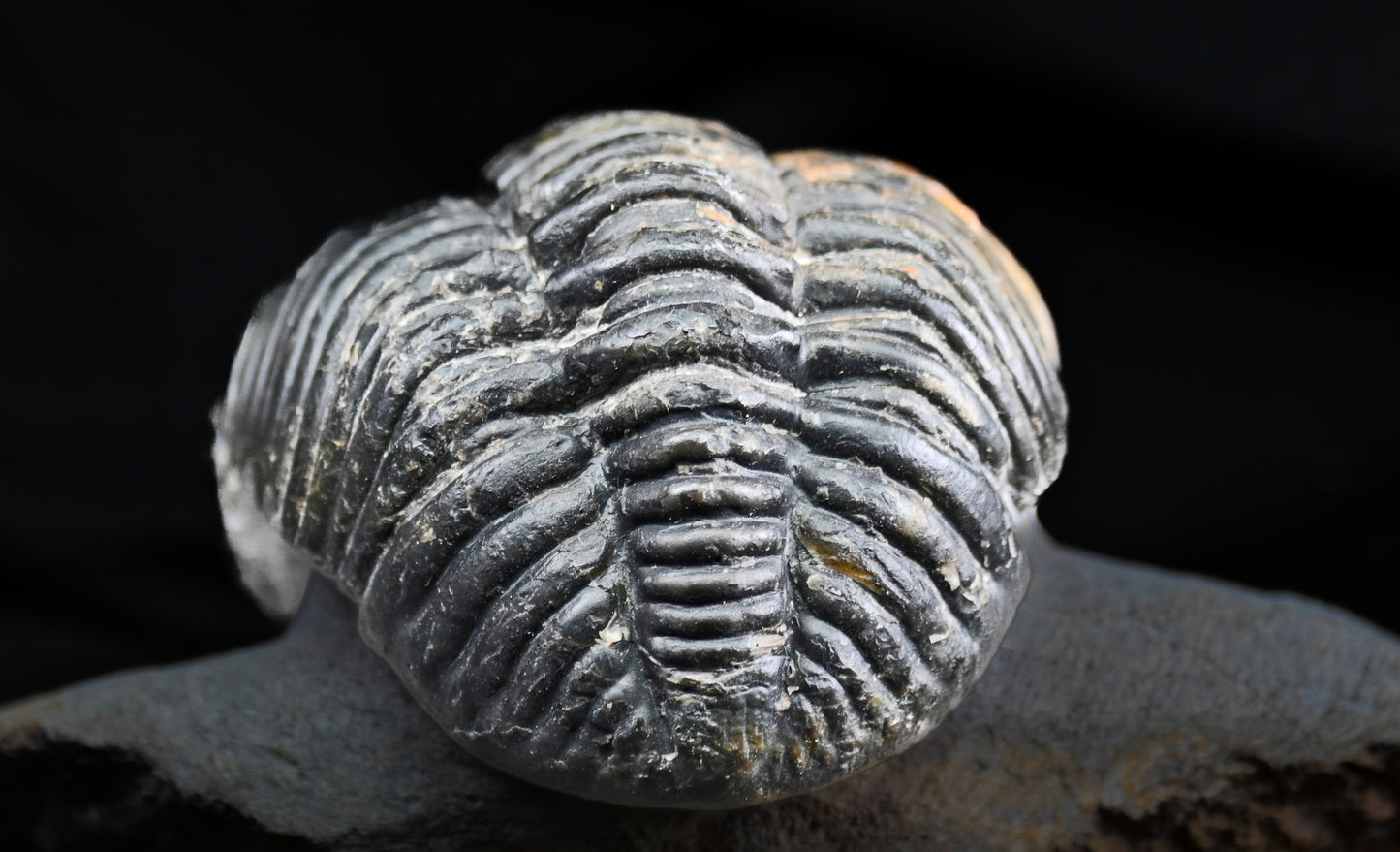 Drotops megalomanicus