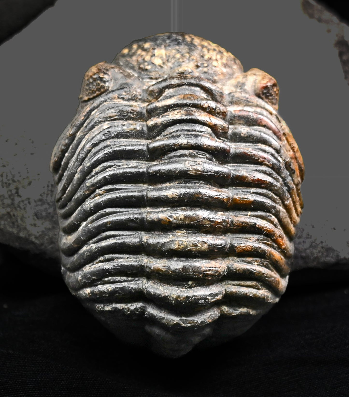 Drotops megalomanicus