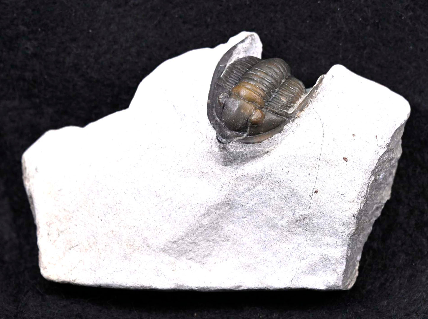 Diademaproetus praecursor