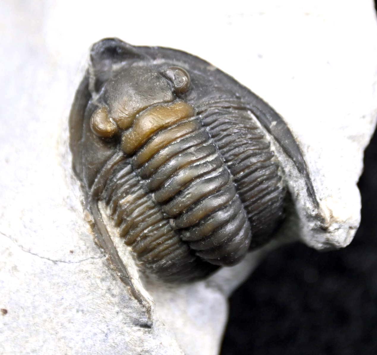Diademaproetus praecursor