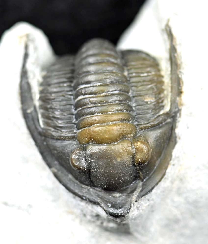 Diademaproetus praecursor
