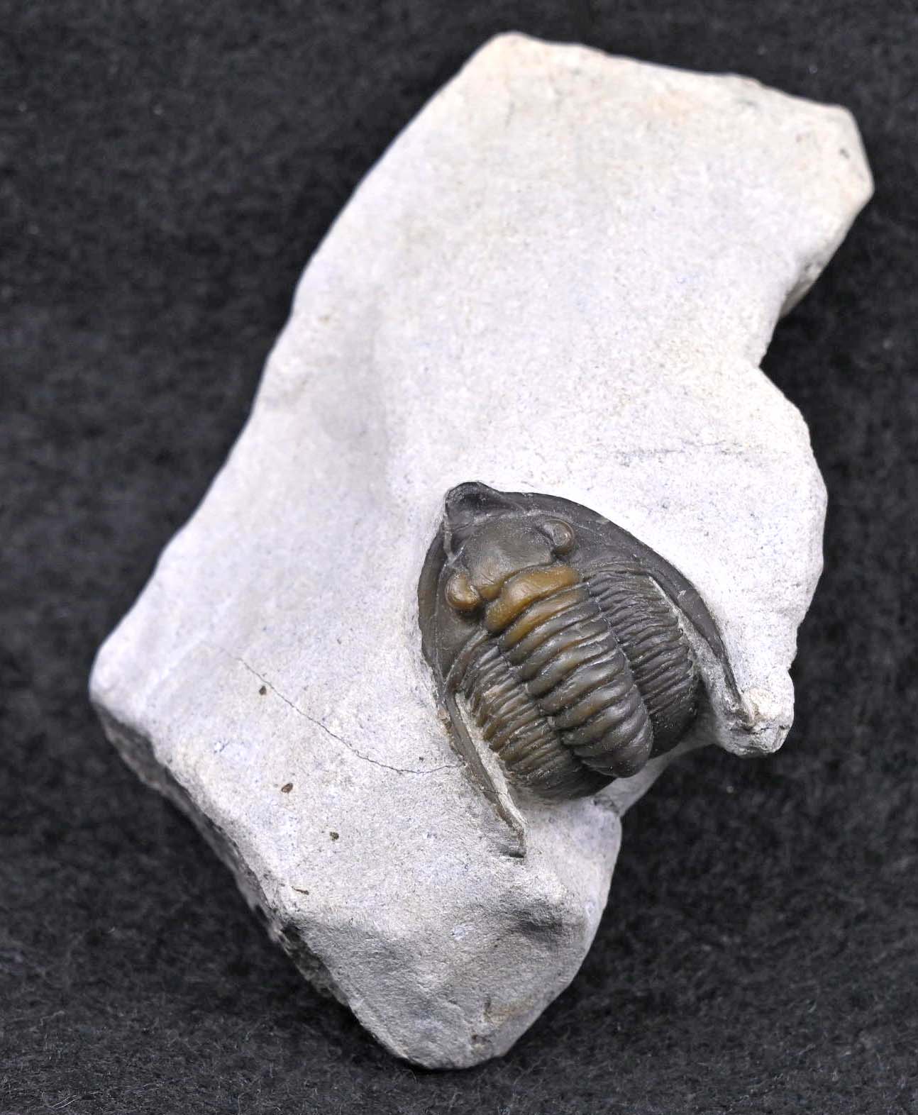 Diademaproetus praecursor